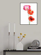 Colourful poppies Poster och Canvastavla