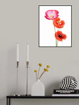 Colourful poppies Poster och Canvastavla