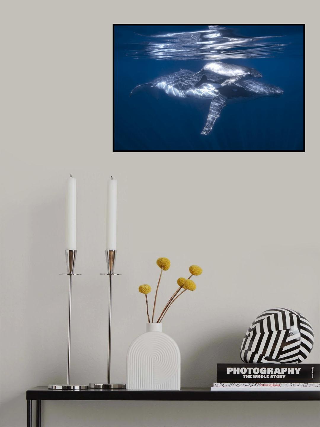A humpback whale and its calf Poster och Canvastavla