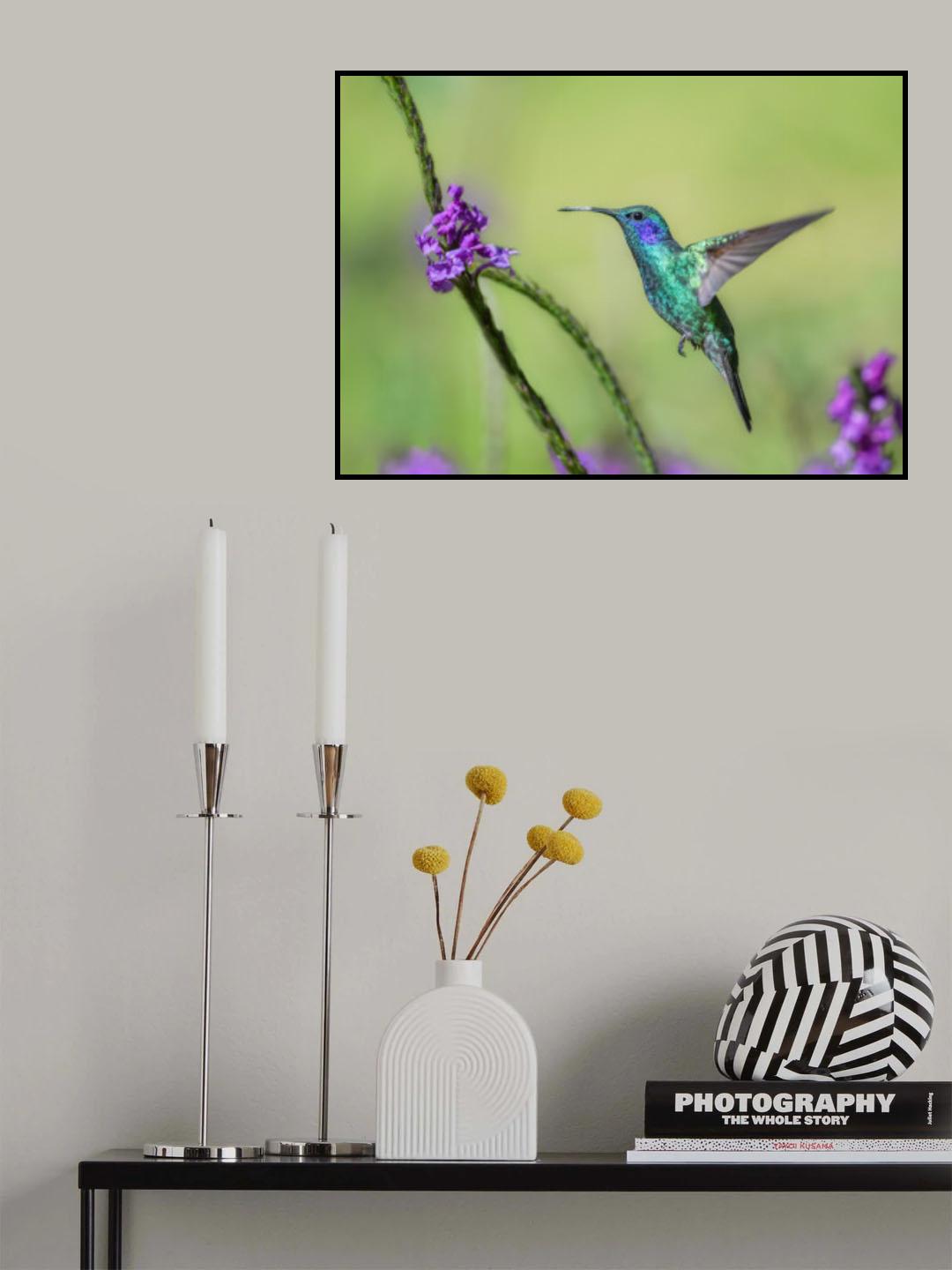 Violetear Poster och Canvastavla
