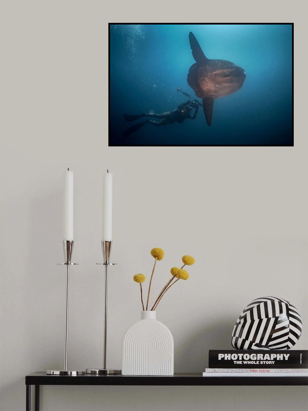 Mola Mola hunter Poster och Canvastavla