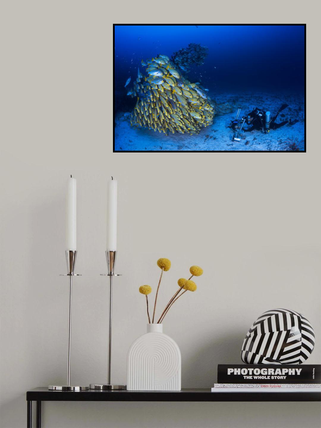 Face to face with diagonal-banded sweetlips Poster och Canvastavla
