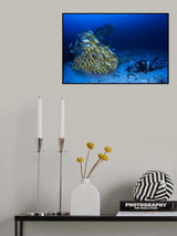 Face to face with diagonal-banded sweetlips Poster och Canvastavla