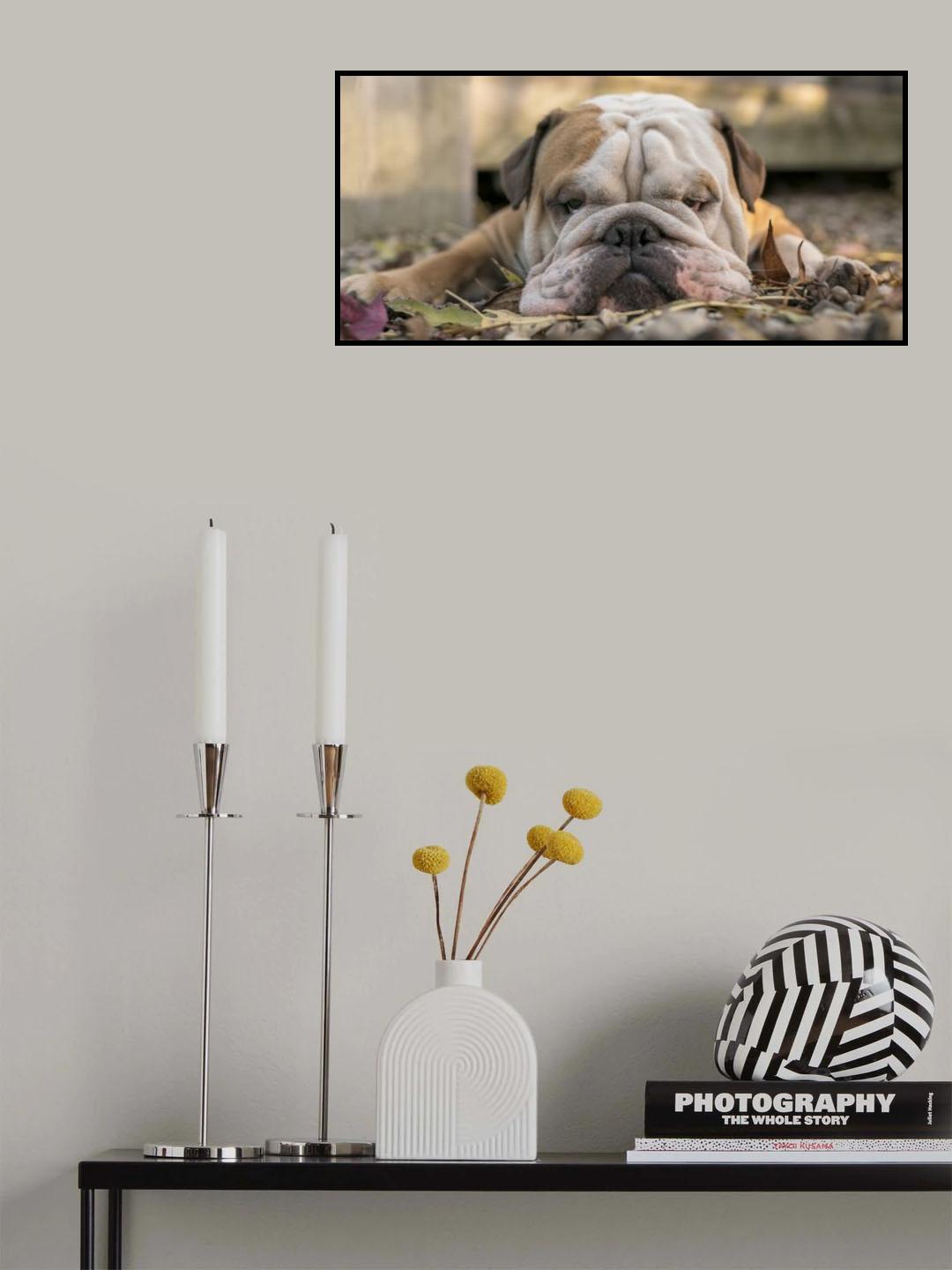 Wide screen Bulldog in Autumn colours Poster och Canvastavla