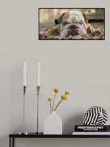 Wide screen Bulldog in Autumn colours Poster och Canvastavla