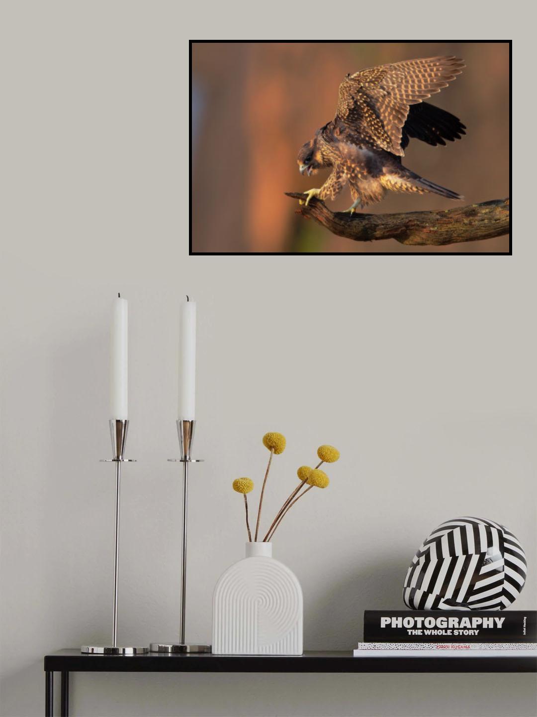 Peregrine Falcon Poster och Canvastavla