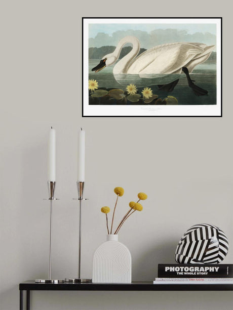 Common American Swan From Birds of America (1827) Poster och Canvastavla