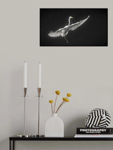 Grande aigrette phase 3 Poster och Canvastavla
