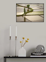 ricefield Poster och Canvastavla