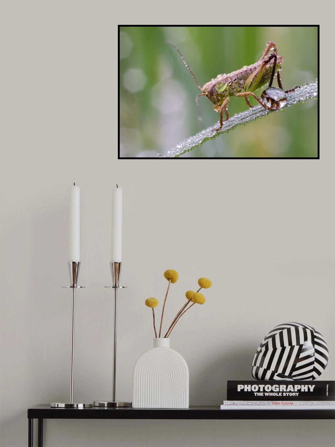 Wet Grasshopper Poster och Canvastavla