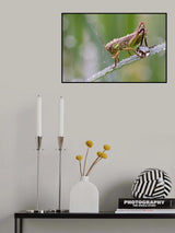 Wet Grasshopper Poster och Canvastavla