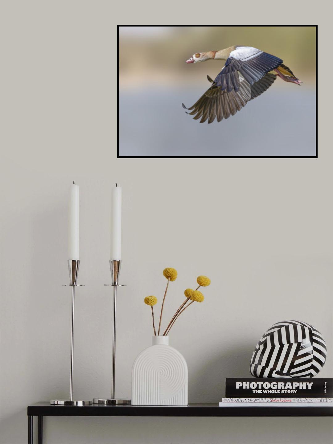 WINGS Poster och Canvastavla
