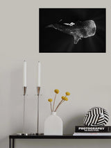 Black and Whale Shark Poster och Canvastavla