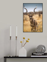 Savannah surprises Poster och Canvastavla