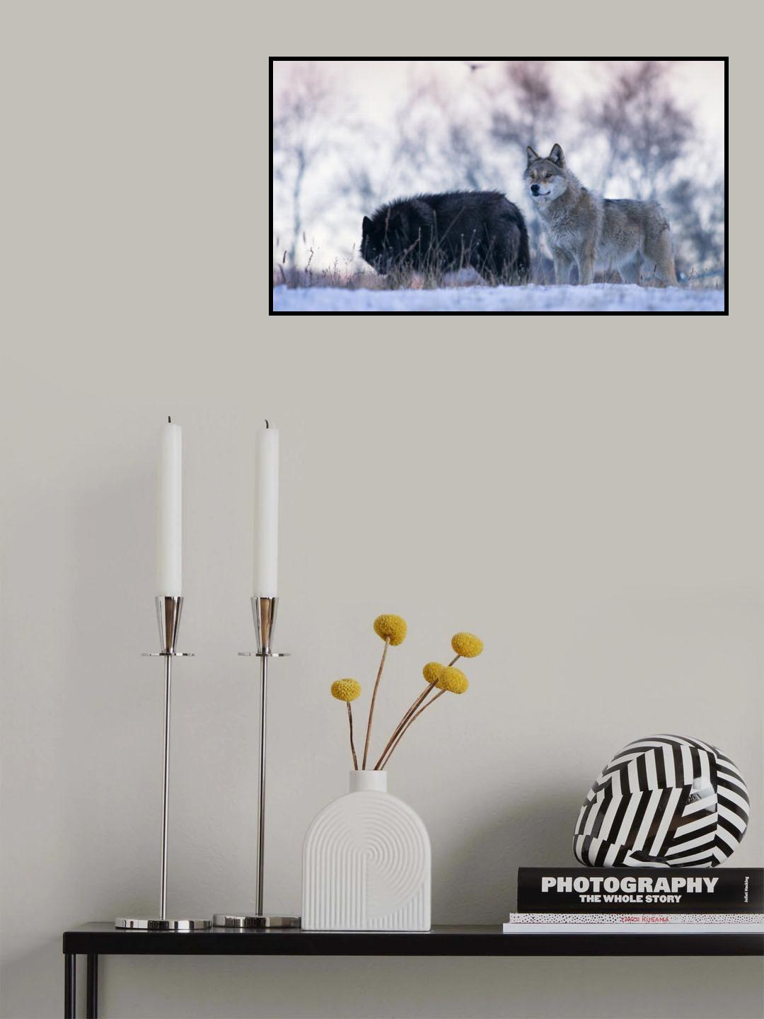 Alert wolves Poster och Canvastavla