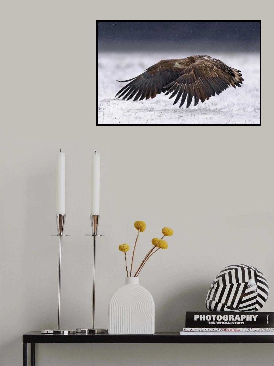 White-Tailed Eagle take off Poster och Canvastavla