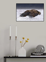 White-Tailed Eagle take off Poster och Canvastavla