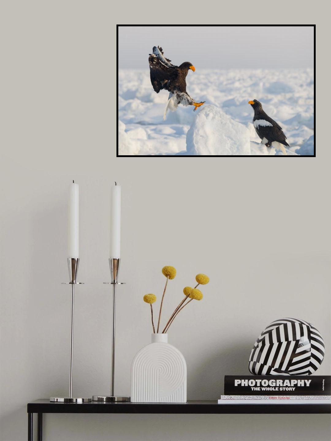 Sea Eagle Poster och Canvastavla