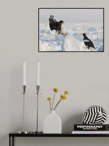Sea Eagle Poster och Canvastavla