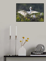 Egret family Poster och Canvastavla