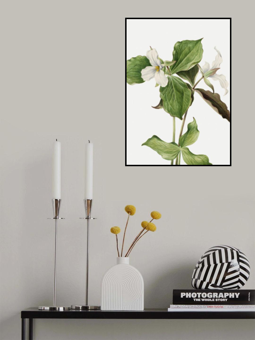 Large White Trillium Poster och Canvastavla