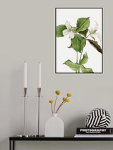 Large White Trillium Poster och Canvastavla