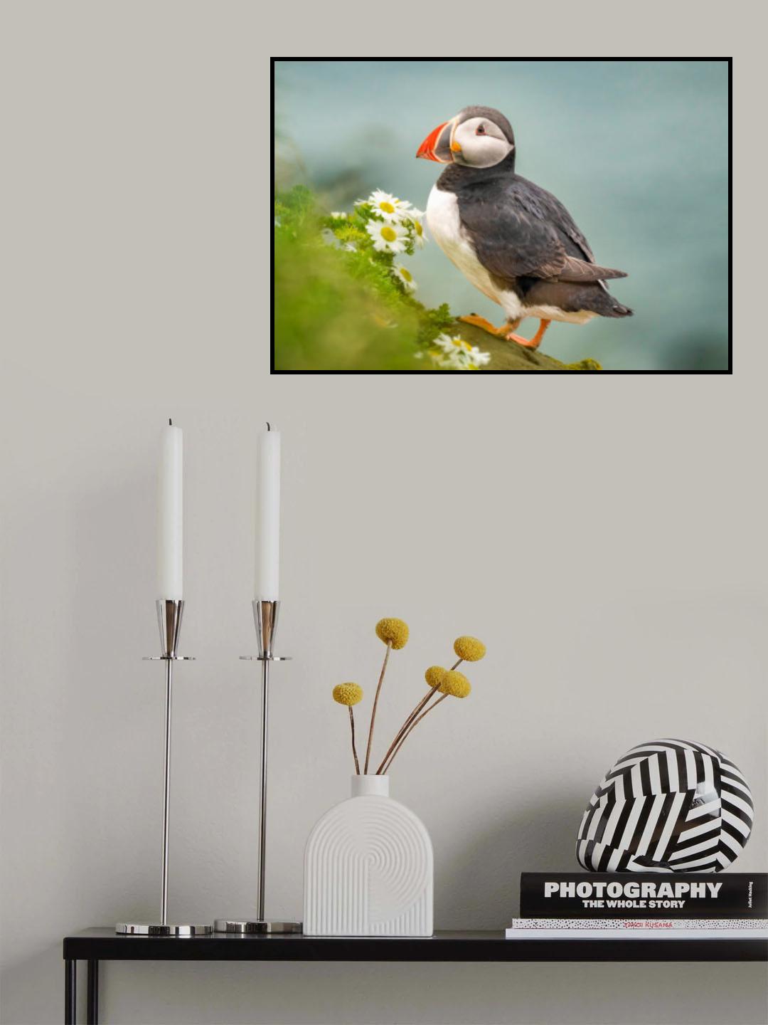 Atlantic Puffin Poster och Canvastavla