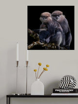 A Family of Black faced Monkey Poster och Canvastavla
