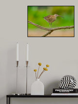 Eurasian whimbrel Poster och Canvastavla