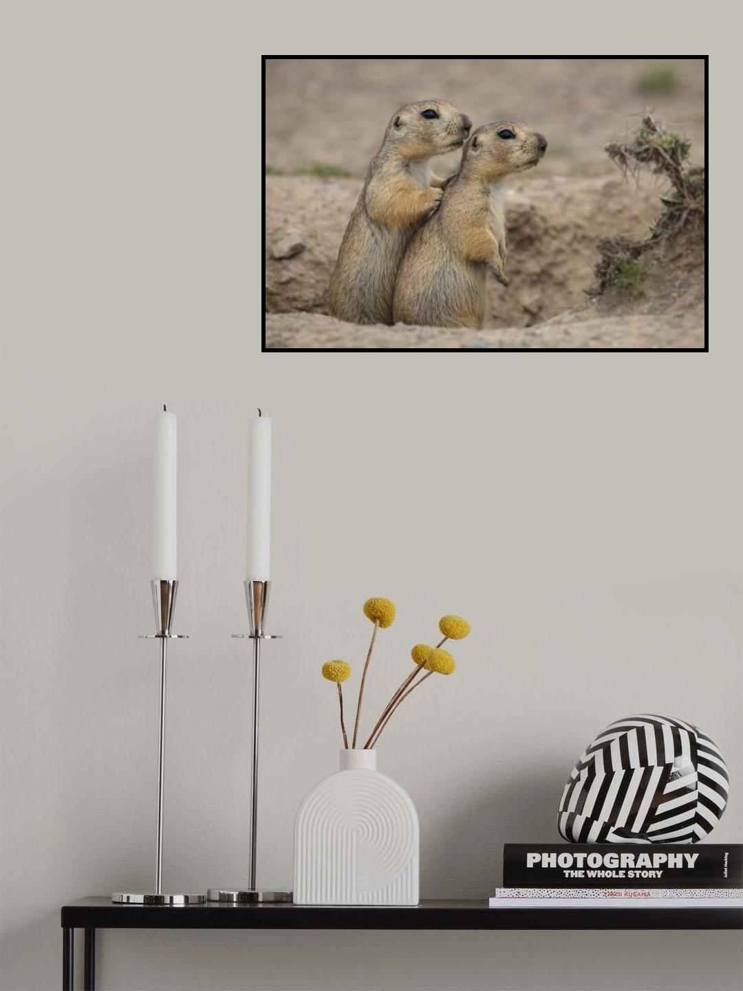 Earth squirrel Poster och Canvastavla