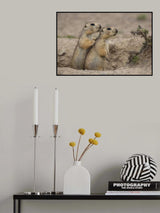 Earth squirrel Poster och Canvastavla