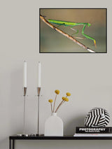 Happy Mantis Poster och Canvastavla