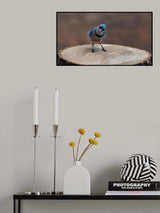 Blue jay : My regards Poster och Canvastavla