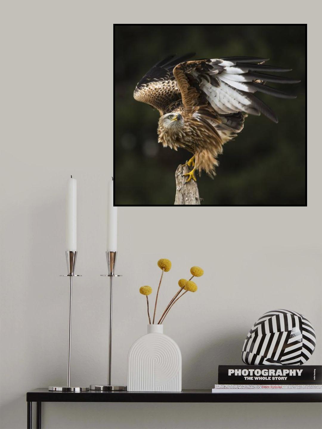 Red kite Poster och Canvastavla