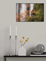 Pygmy owl Poster och Canvastavla