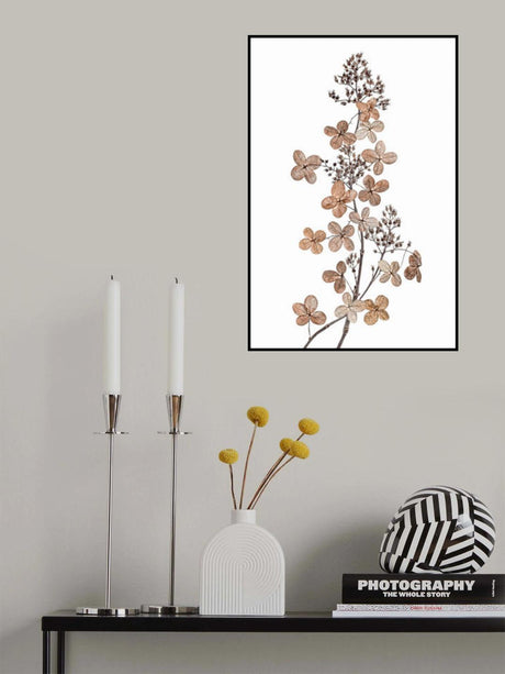 Hydrangea Paniculata Poster och Canvastavla