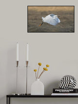 Snowy Egret Poster och Canvastavla