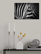 Zebra Poster och Canvastavla