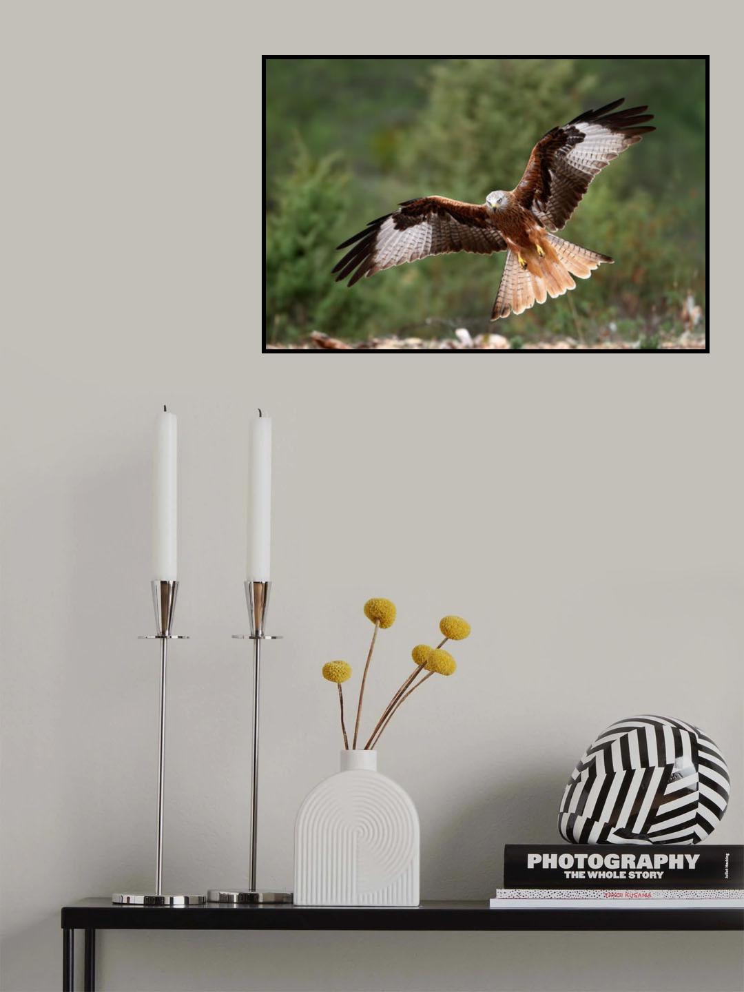 The wings of the red kite Poster och Canvastavla