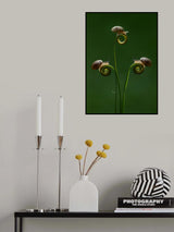 Three little snails Poster och Canvastavla