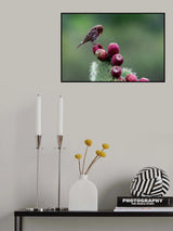 House Finch on Prickly Pear Poster och Canvastavla
