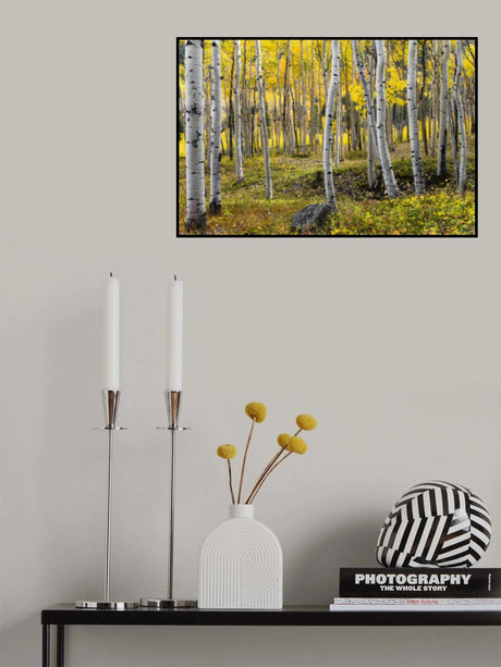 Autumn Birchs Poster och Canvastavla