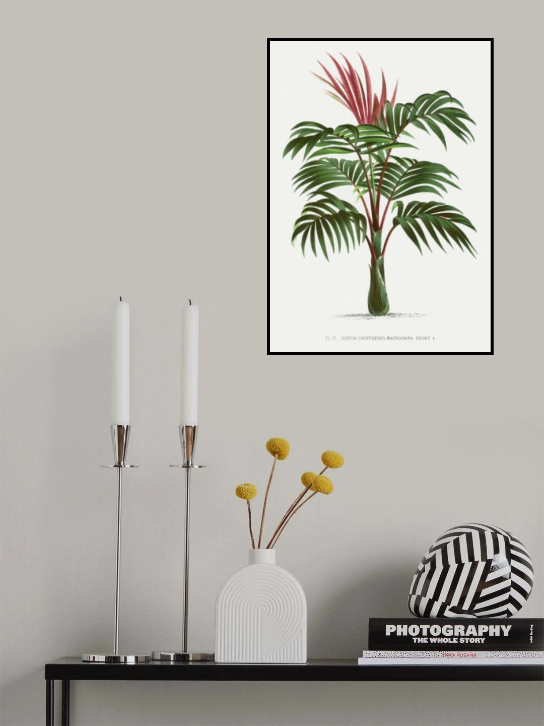 Kentiopsis Poster och Canvastavla