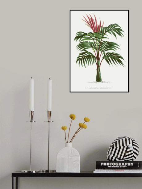 Kentiopsis Poster och Canvastavla
