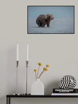 Bear With Salmon Fish Poster och Canvastavla