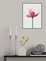 Lotus Flower Poster och Canvastavla
