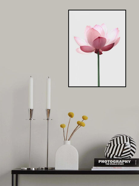 Lotus Flower Poster och Canvastavla