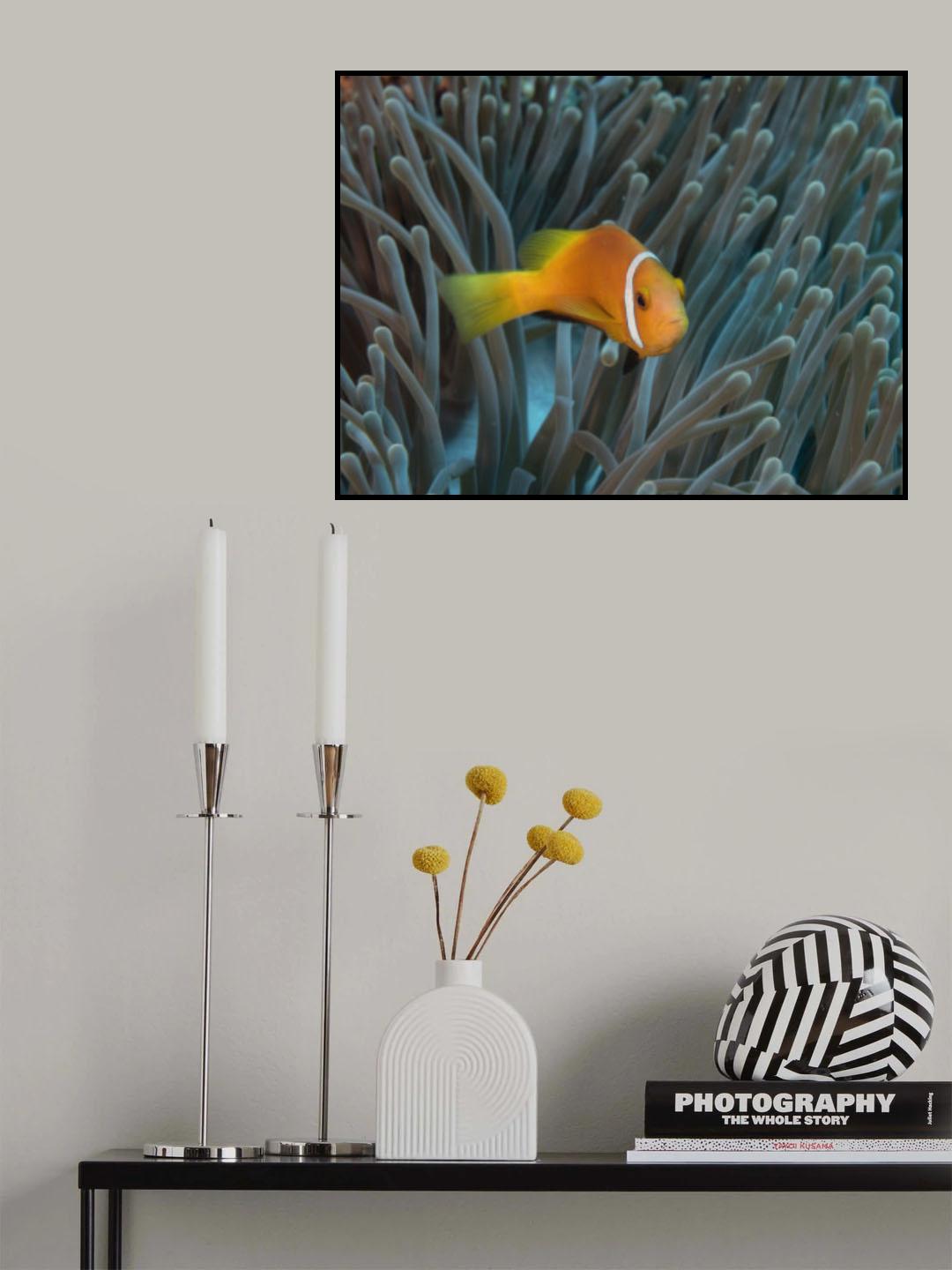 Amphiprion nigripes Poster och Canvastavla