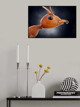 little ant Poster och Canvastavla