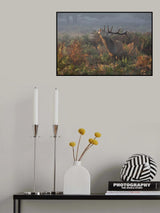 Bellowing Stag Deer Poster och Canvastavla